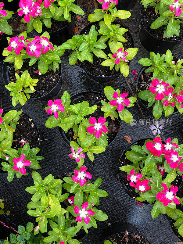 盆栽Catharanthus roseus也叫